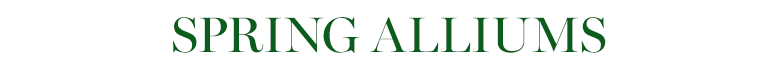 Spring Alliums