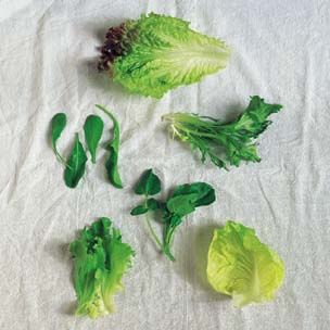 Glossary of Spring Greens