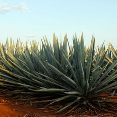 The Tequila Story