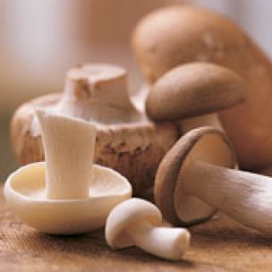 Mushroom Glossary