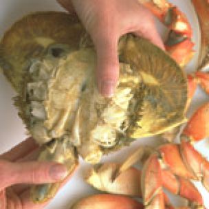 Preparing Fresh Crab
