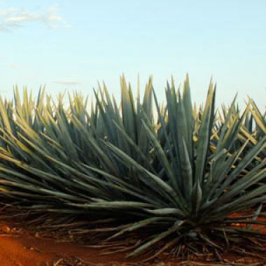 The Tequila Story