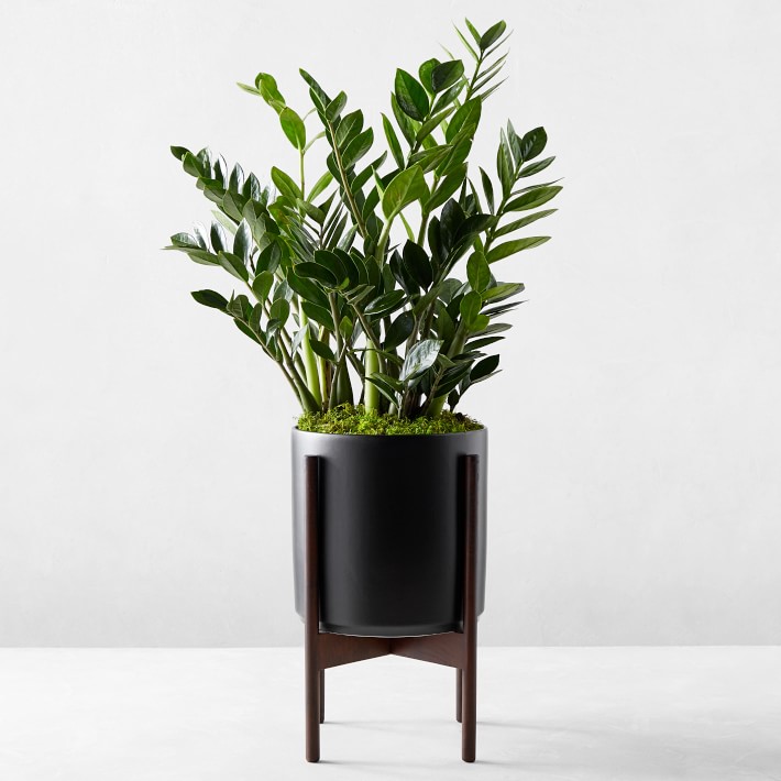 Léon &amp; Zanzibar Gem Potted Plant, Black Williams