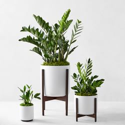 potted trees