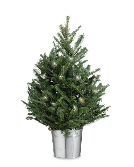 Fresh Tabletop Christmas Tree with Lights | Williams Sonoma