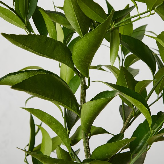 Live Alder & Oak Semi Dwarf Clementine Tree Williams Sonoma