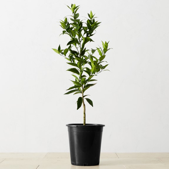 Live Alder & Oak Semi Dwarf Clementine Tree Williams Sonoma