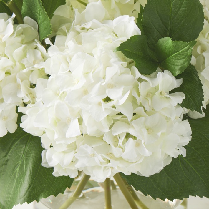 Faux White Hydrangea Arrangement in Glass Vase Williams Sonoma