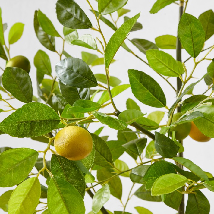 Faux Lemon Tree Williams Sonoma