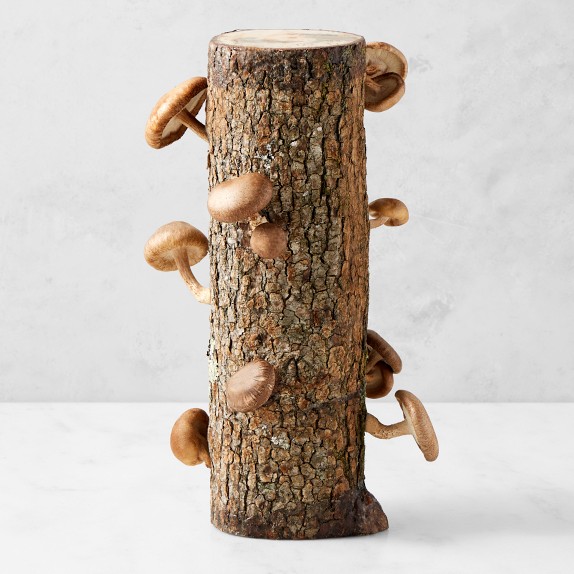 Shiitake Mushroom Log Kit Mushroom Growing Kit Williams Sonoma
