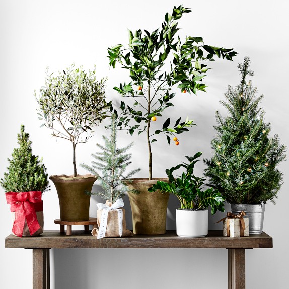 Fresh Tabletop Christmas Tree with Lights Williams Sonoma