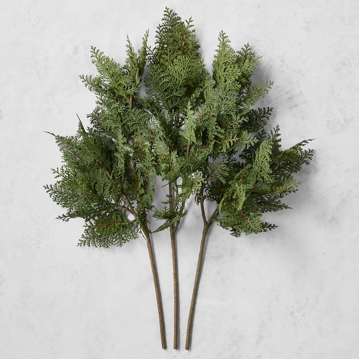 Cypress Pine 10 stems per bunch
