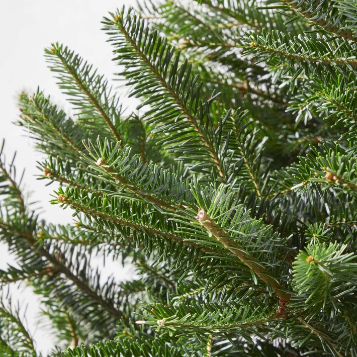 Fresh Blue Ridge Mountain Christmas Tree | Williams Sonoma