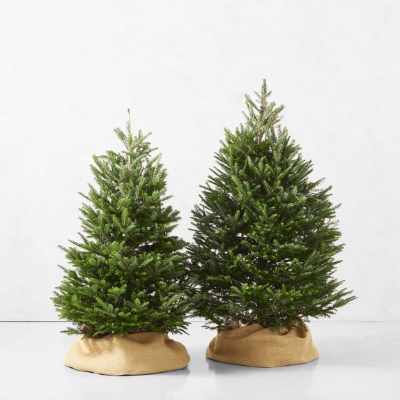 Fresh Blue Ridge Mountain Christmas Tree | Williams Sonoma