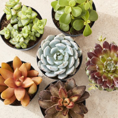 https://assets.wsimgs.com/wsimgs/ab/images/dp/wcm/202340/0006/live-succulents-m.jpg