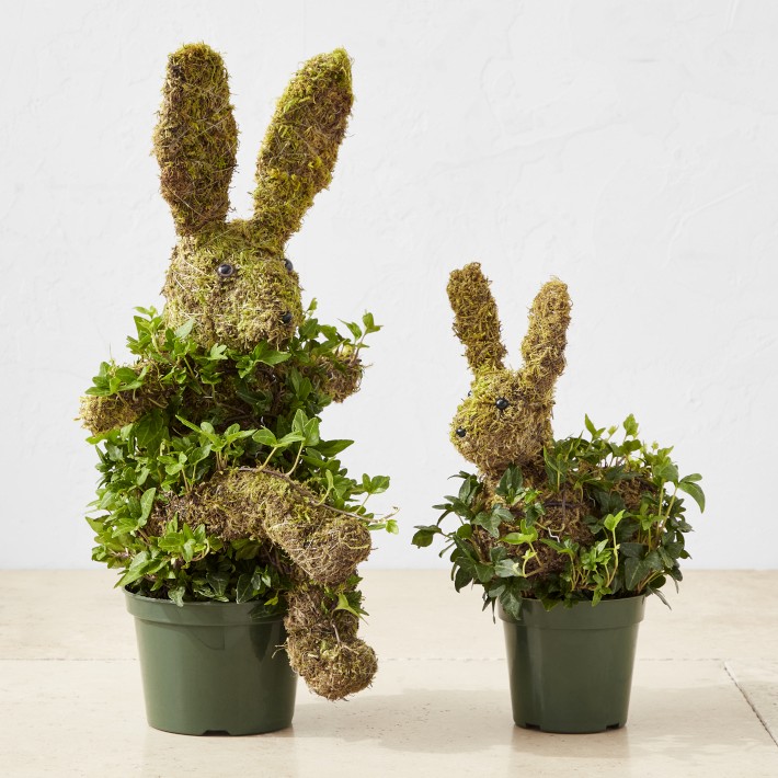 Baby Ivy & Moss Easter Bunny Live Topiary | Williams Sonoma