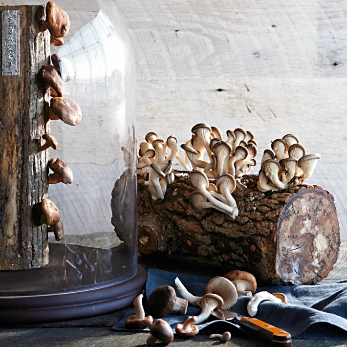 Mycélium de Shiitaké - Kit de culture Champignons - grow mushrooms kit