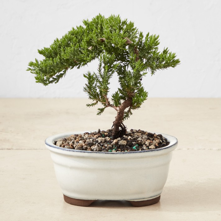 Instant - Bonsai - For - Everyone: Bonsai expert Graham Potter on air  pruning pots for bonsai