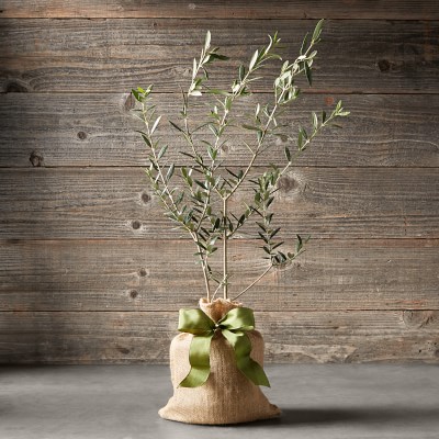 Williams Sonoma Live Alder & Oak Petite Patio Olive Tree