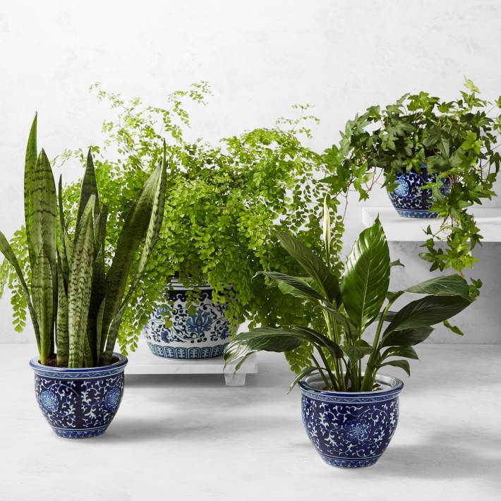 https://assets.wsimgs.com/wsimgs/ab/images/dp/wcm/202342/0104/6-live-sansevieria-snake-house-plant-o.jpg