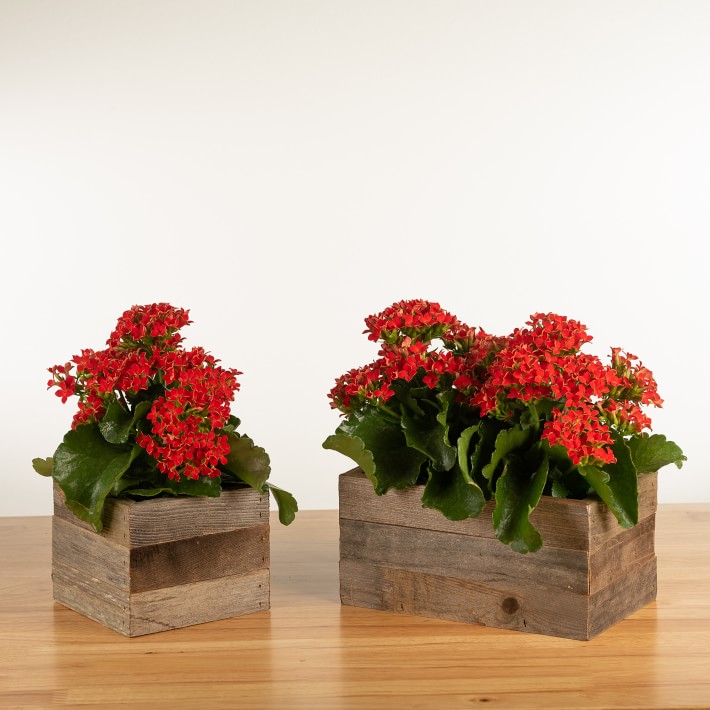 Live Kalanchoe in Reclaimed Wood Planter