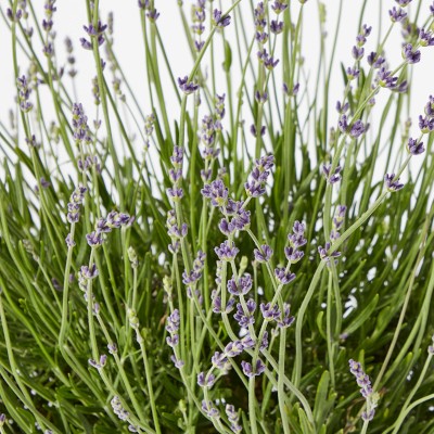 Long Stem Dried Lavender