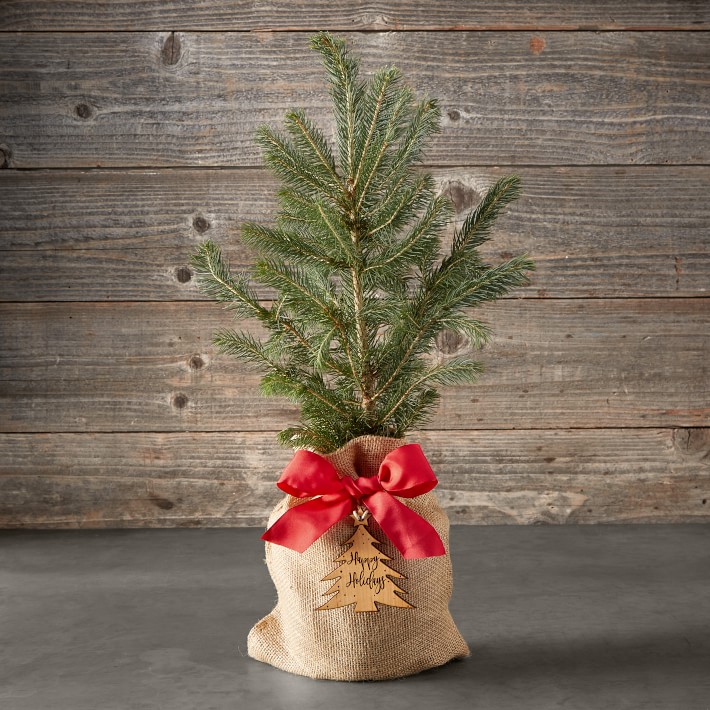 Live Mini Christmas Tree in Burlap Wrap