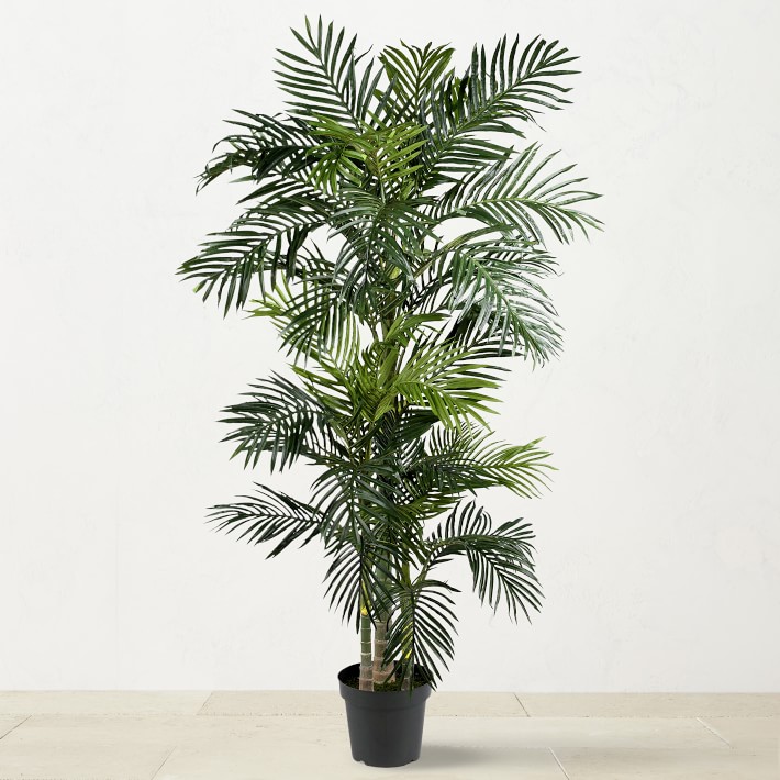 6 foot Areca Palm Tree in Tall Black Container