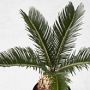 Live Sago Palm