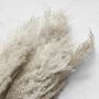 Dried Pampas Bunch, Set of 3