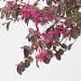 Alder &amp; Oak Chinese Fringe Flower Patio Tree