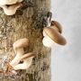Oyster Mushroom Log Kit