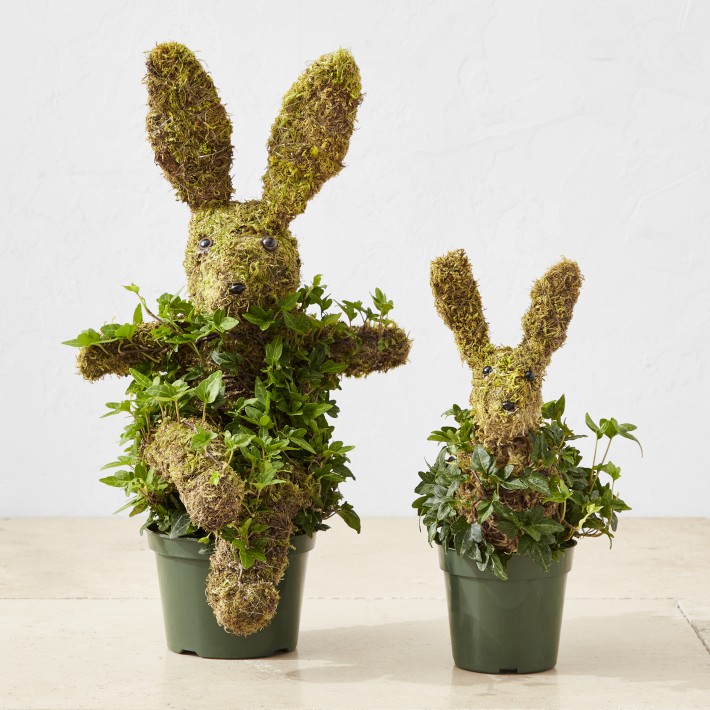 Baby Ivy &amp; Moss Easter Bunny Live Topiary