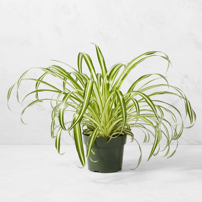 Live Spider House Plant