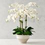Jeff Leatham Real Touch Faux White Phalaenopsis Orchid in Tapered Bowl