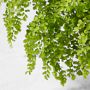 Live Maidenhair Fern House Plant, 1.5'