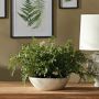 Faux Maidenhair Fern Drop-In, 18&quot;-23&quot;