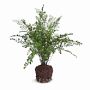 Faux Maidenhair Fern Drop-In, 18&quot;-23&quot;