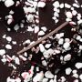 Williams Sonoma Dark Chocolate Peppermint Bark