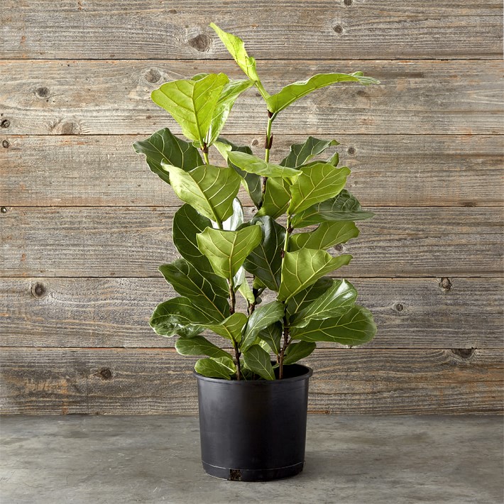 Live Fiddle Leaf Tree