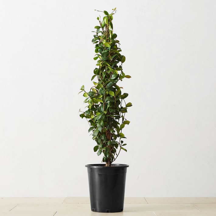 Alder & Oak Live Star Jasmine