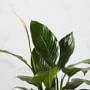 Live Spathaphylum Peace Lily House Plant, 12&quot;