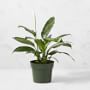 Live Spathaphylum Peace Lily House Plant, 12"