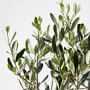 Live Alder &amp; Oak Petite Patio Olive Tree, 20&quot;-22&quot;
