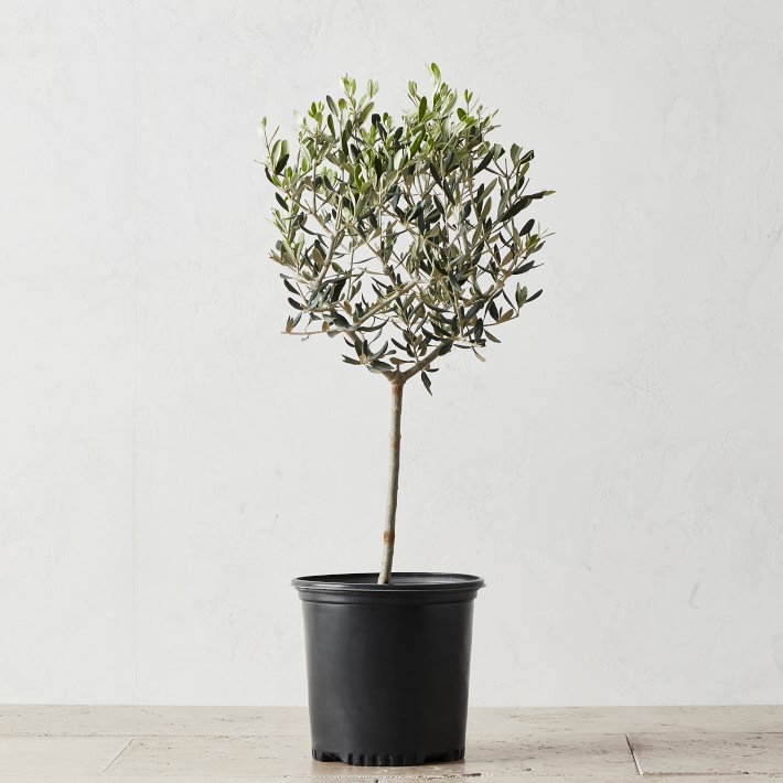Live Alder & Oak Petite Patio Olive Tree, 20"-22"
