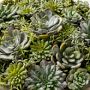Jeff Leatham x Williams Sonoma Faux Succulents in Round Bowl, 6&quot;