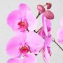 Fresh Double Pink Phalaenopsis Orchid in 5&quot; Ceramic Pot