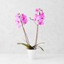 Double Pink Phalaenopsis Orchid in 5" Ceramic Pot