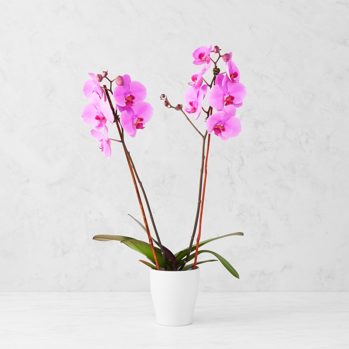 Double Pink Phalaenopsis Orchid in 5" Ceramic Pot