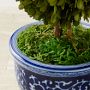 Williams Sonoma Preserved Forest Moss